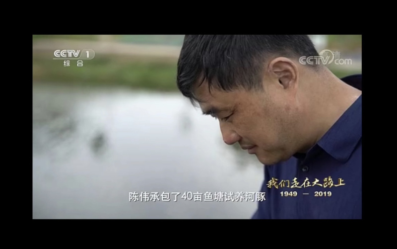 河豚东方暗纹豚，冰鲜商用家用河豚，有证件，央视采访企业