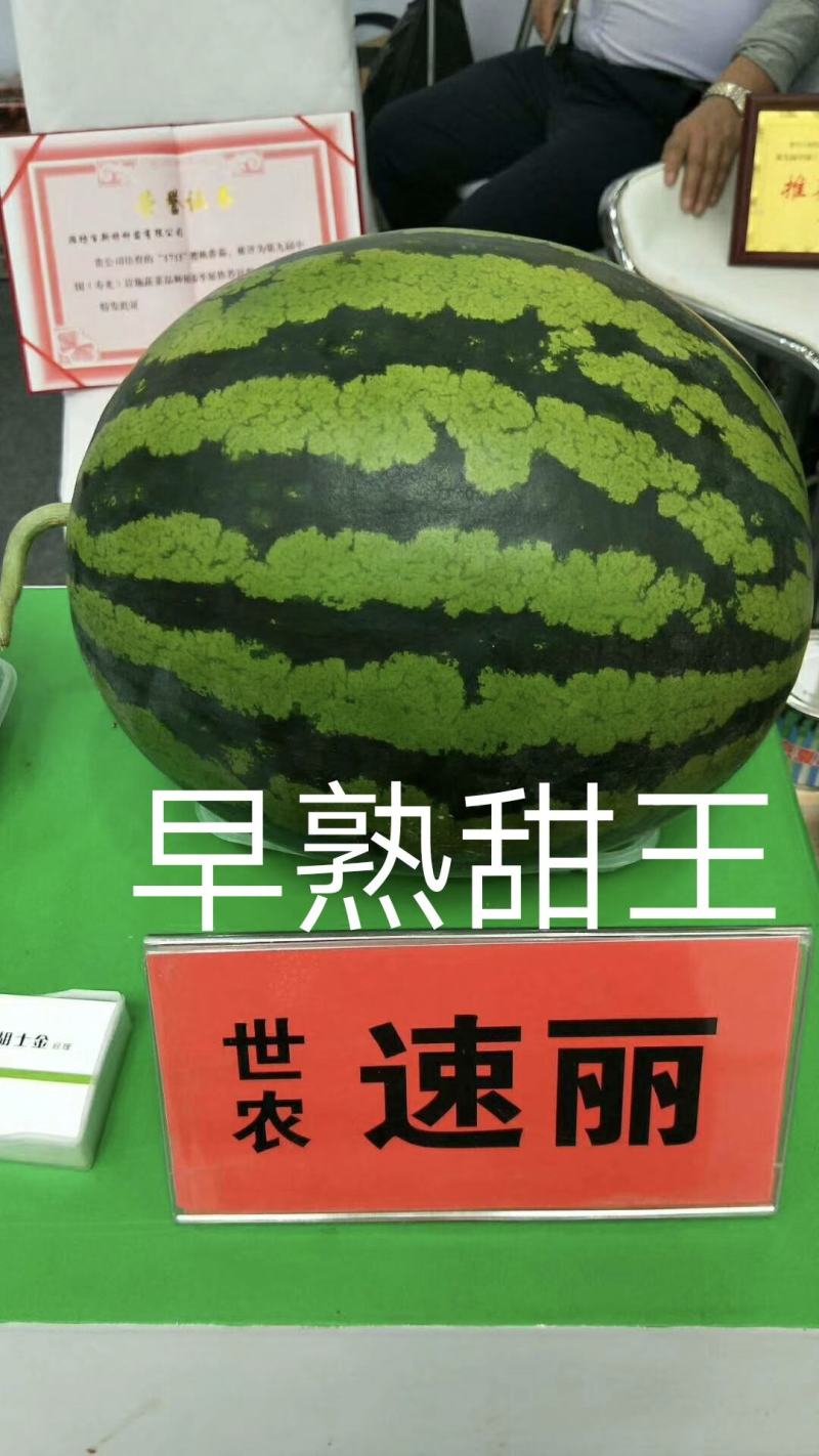 速丽甜王种子大型含糖量高易坐果抗病抗裂产量高耐低温