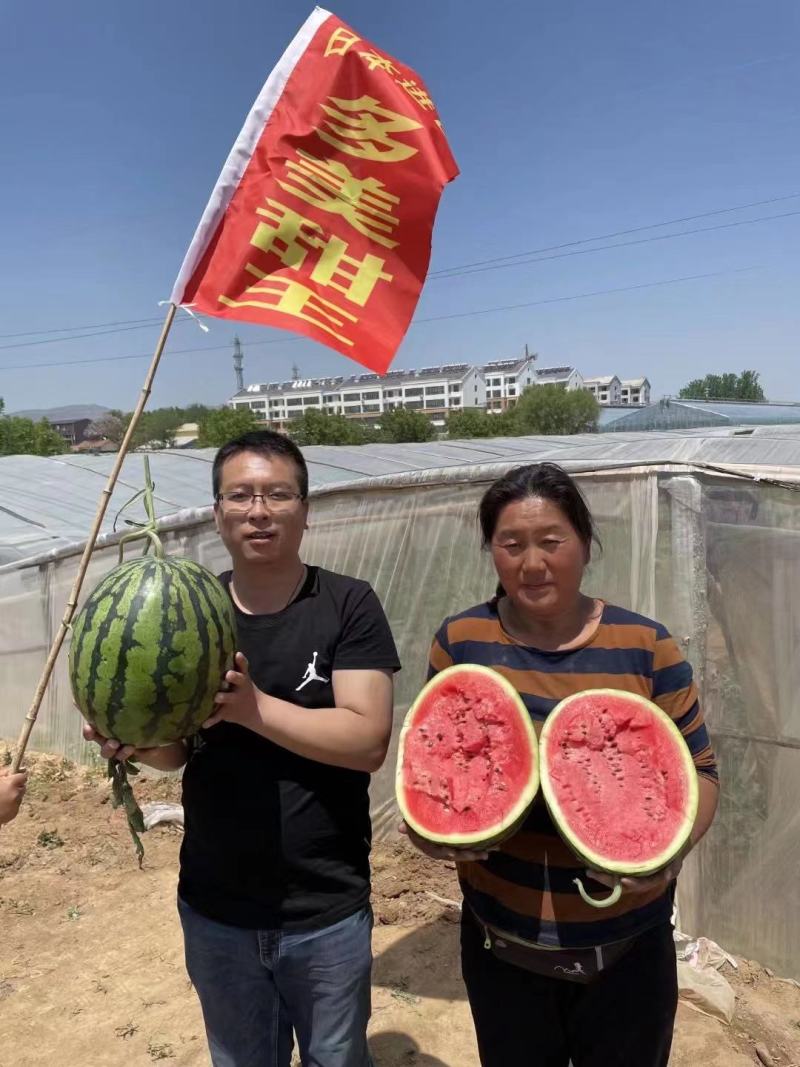 速丽甜王种子大型含糖量高易坐果抗病抗裂产量高耐低温