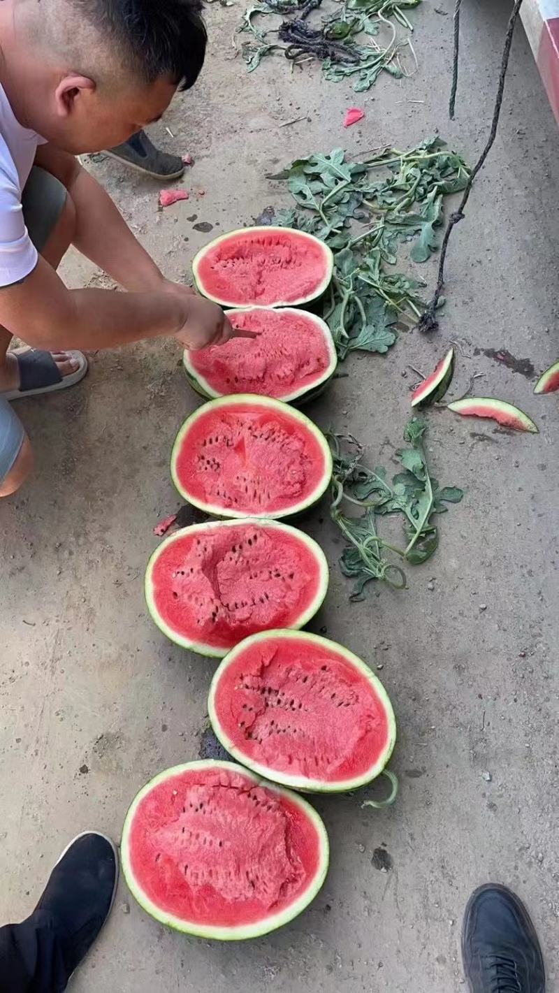 速丽甜王种子大型含糖量高易坐果抗病抗裂产量高耐低温