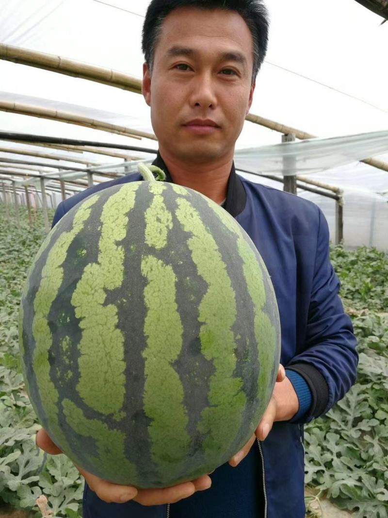 速丽甜王种子大型含糖量高易坐果抗病抗裂产量高耐低温