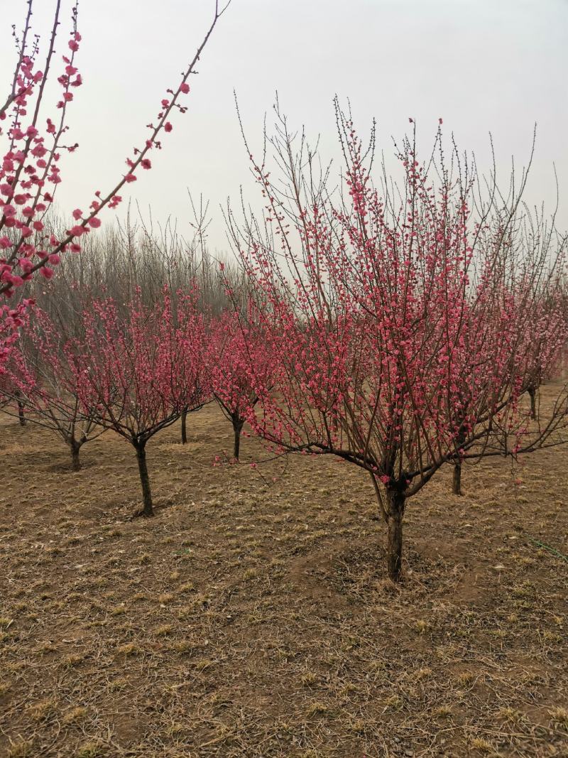 杜仲，樱花，红梅，海棠