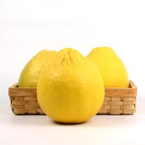 【-10斤葡萄柚子】批发10斤20斤台湾葡萄柚