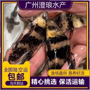 胭脂鱼苗一帆风顺鱼苗亚洲美人鱼苗清道夫冷水鱼食用观赏鱼