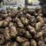 荷兰806土豆，基地货，量大优惠可视频选货