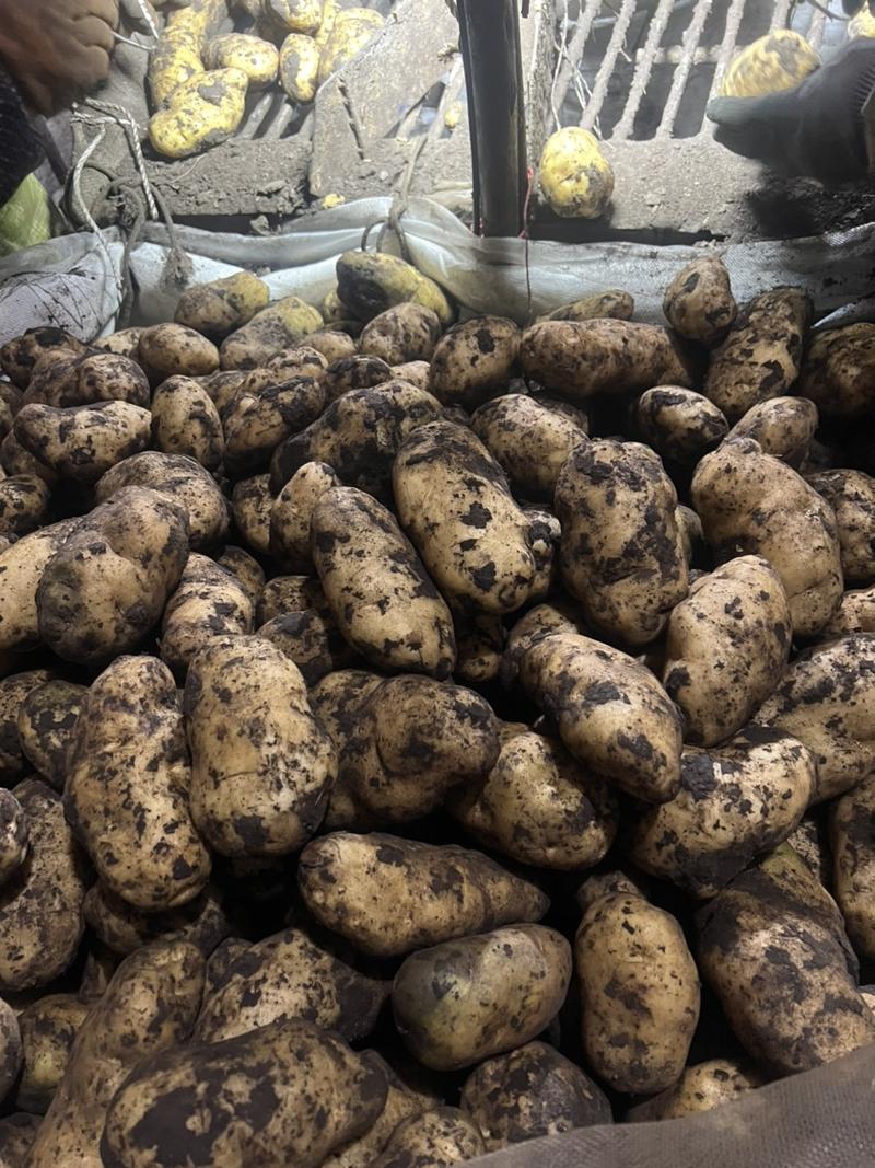 荷兰806土豆，基地货，量大优惠可视频选货