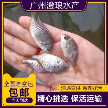 黄脚立鱼苗黄鳍鲷鱼苗黄脚腊鱼苗淡化黄立鱼咸淡水鱼苗