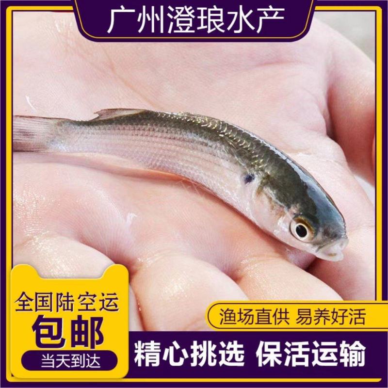 乌头鱼苗乌鱼新鱼优质鱼苗冷水海淡水好养殖