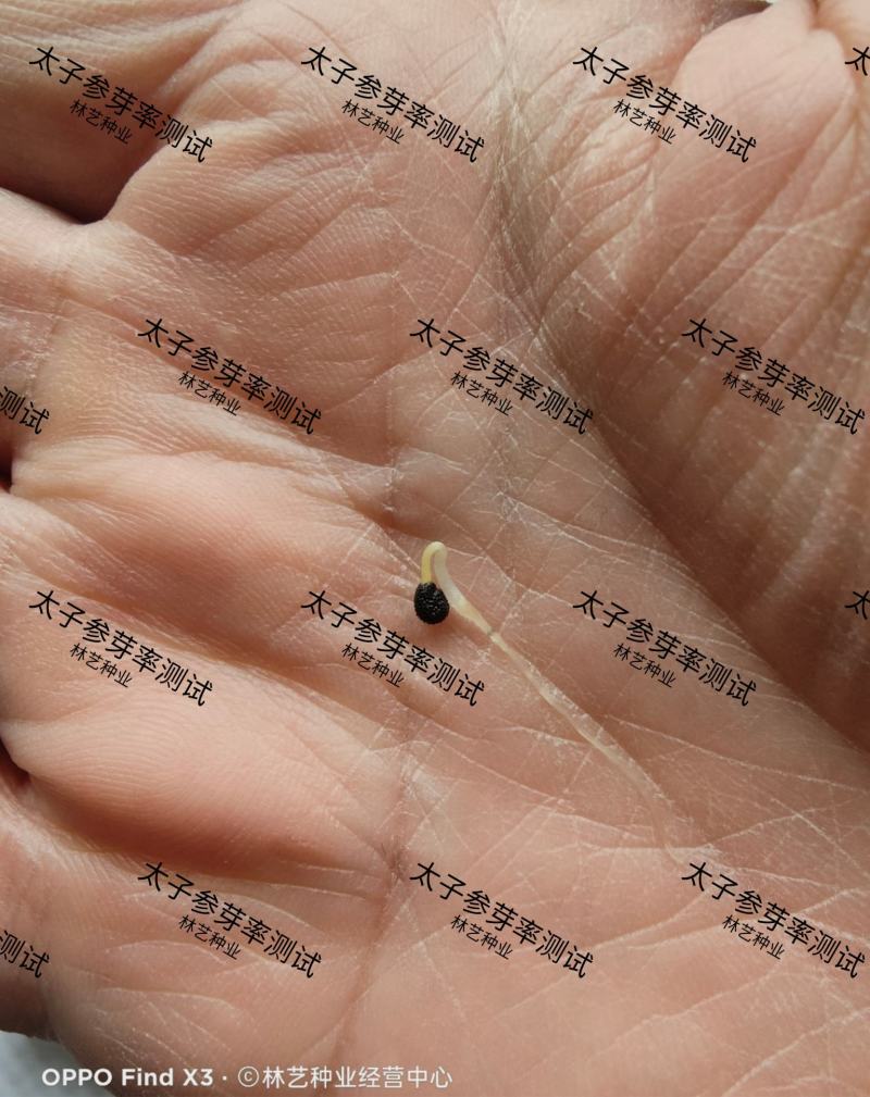 正品太子参种子药材四叶参种籽四季播种阳台盆栽孩儿童参