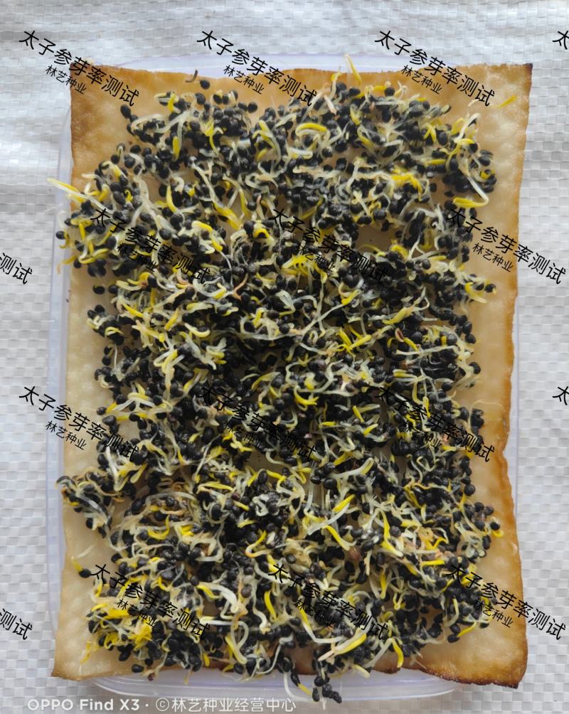 正品太子参种子药材四叶参种籽四季播种阳台盆栽孩儿童参