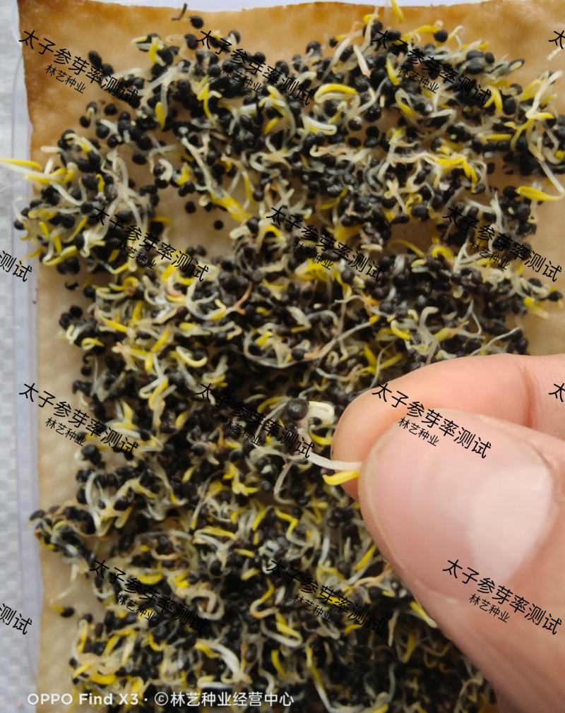 正品太子参种子药材四叶参种籽四季播种阳台盆栽孩儿童参