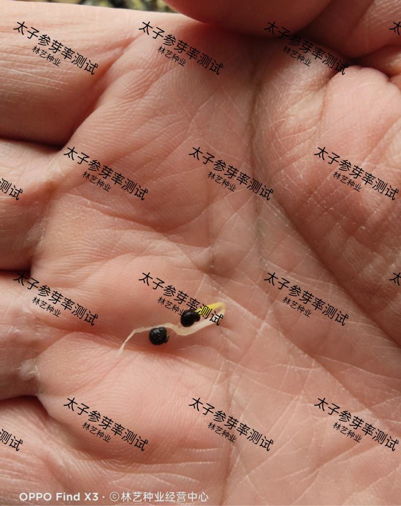 正品太子参种子药材四叶参种籽四季播种阳台盆栽孩儿童参