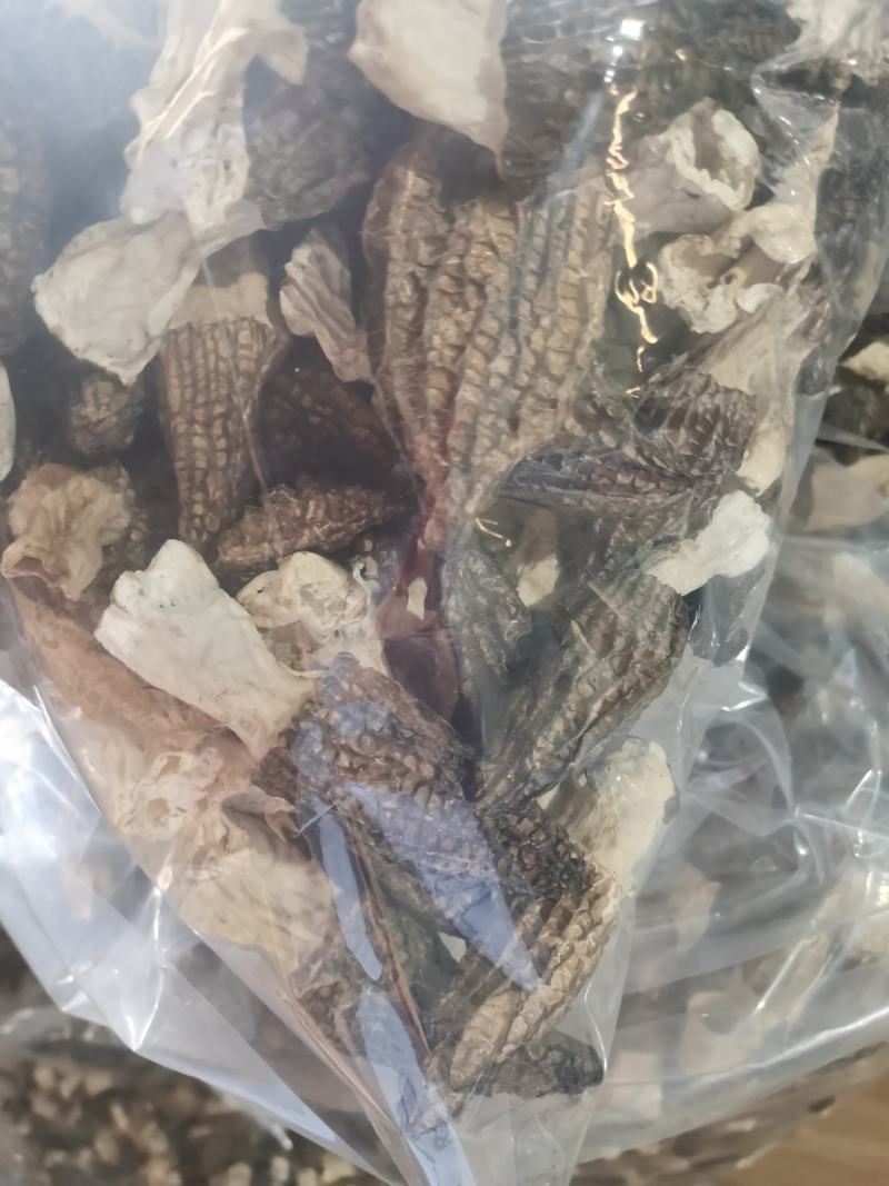 自种羊肚菌出售