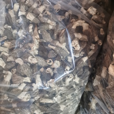 自种羊肚菌出售