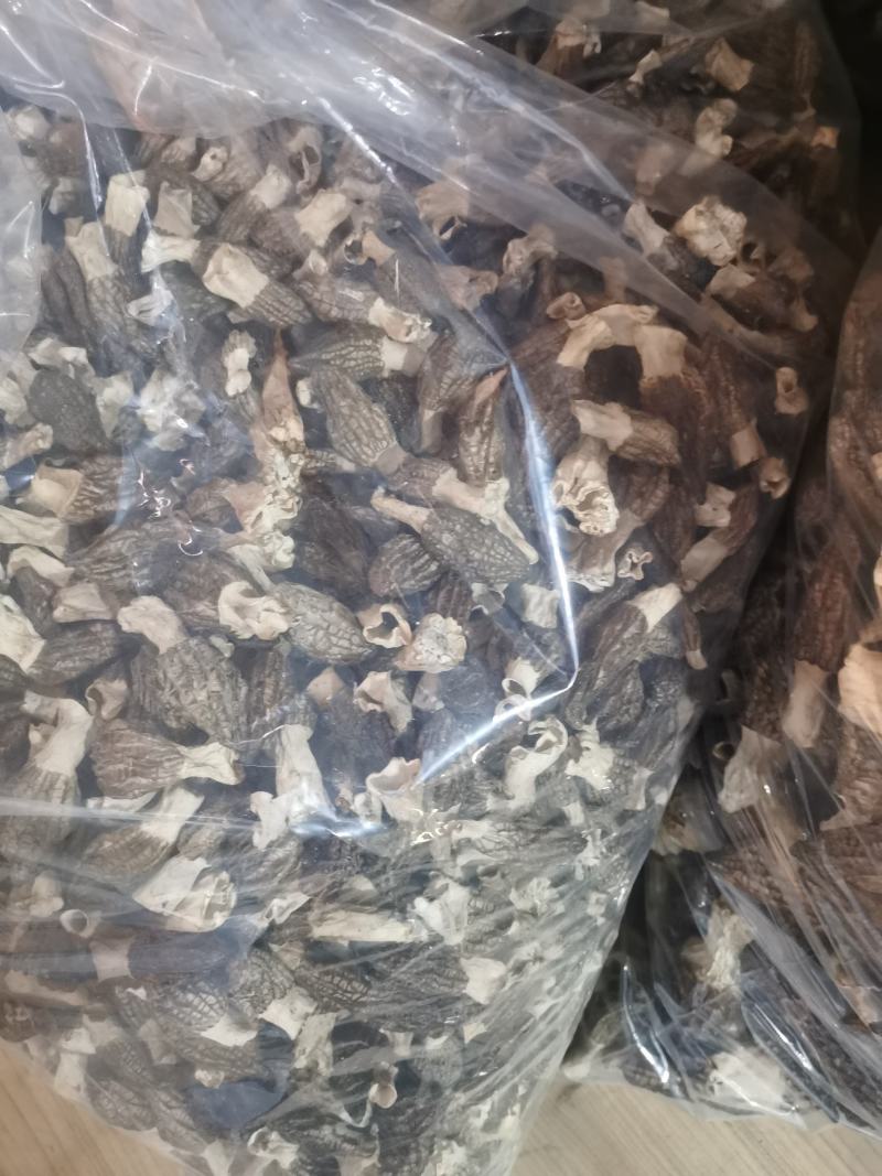 自种羊肚菌出售