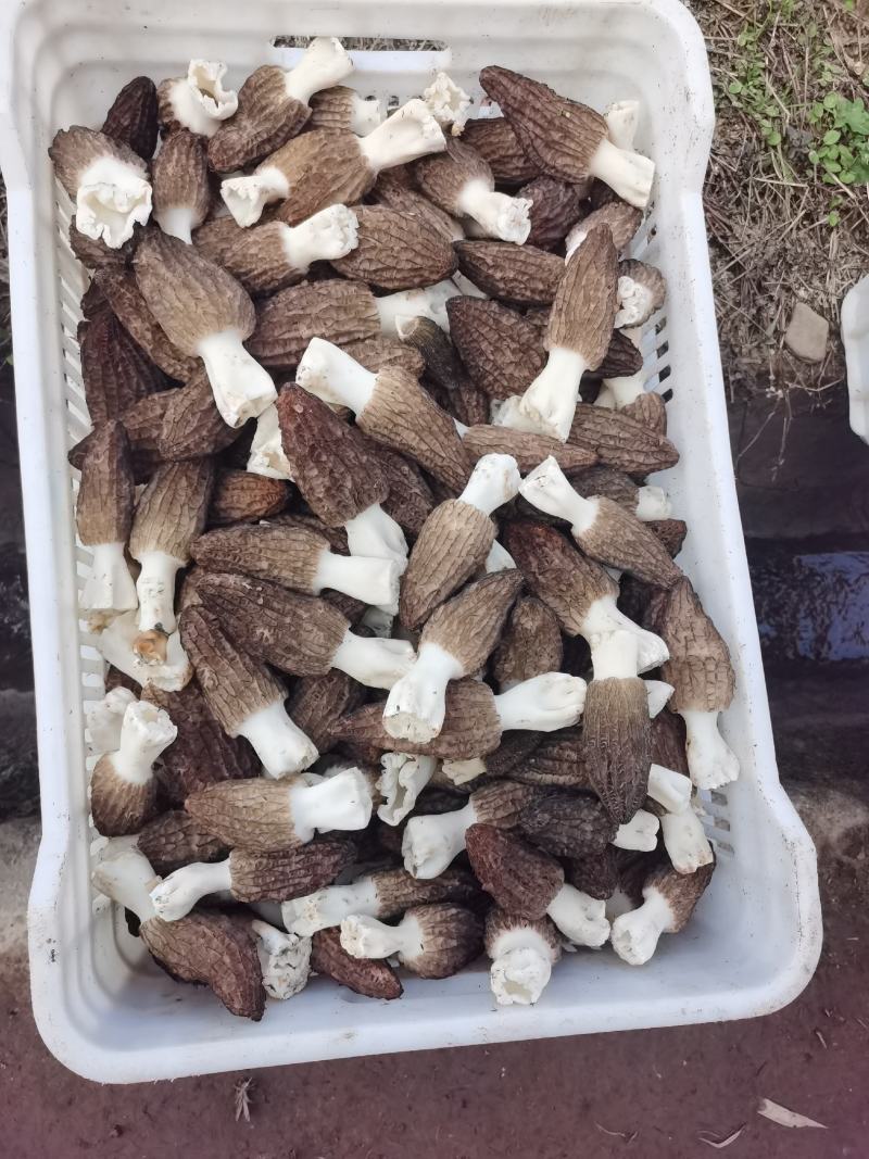 自种羊肚菌出售