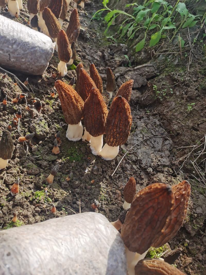自种羊肚菌出售