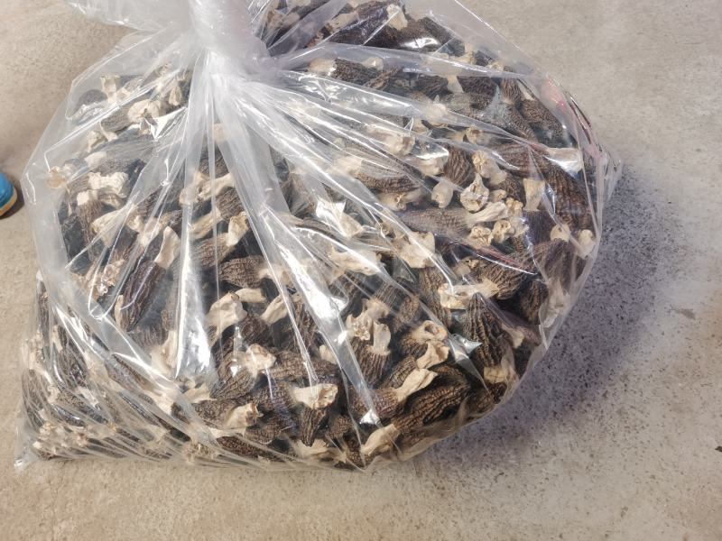 自种羊肚菌出售