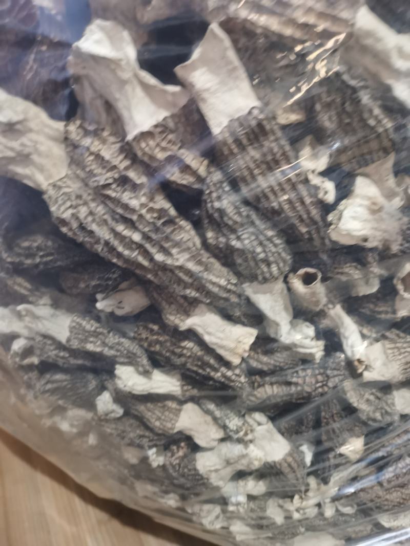 自种羊肚菌出售
