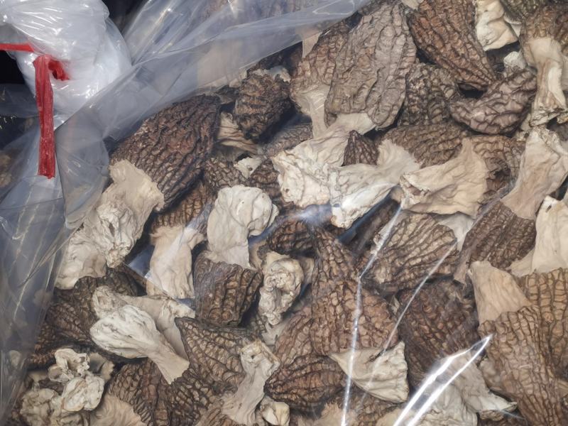 自种羊肚菌出售