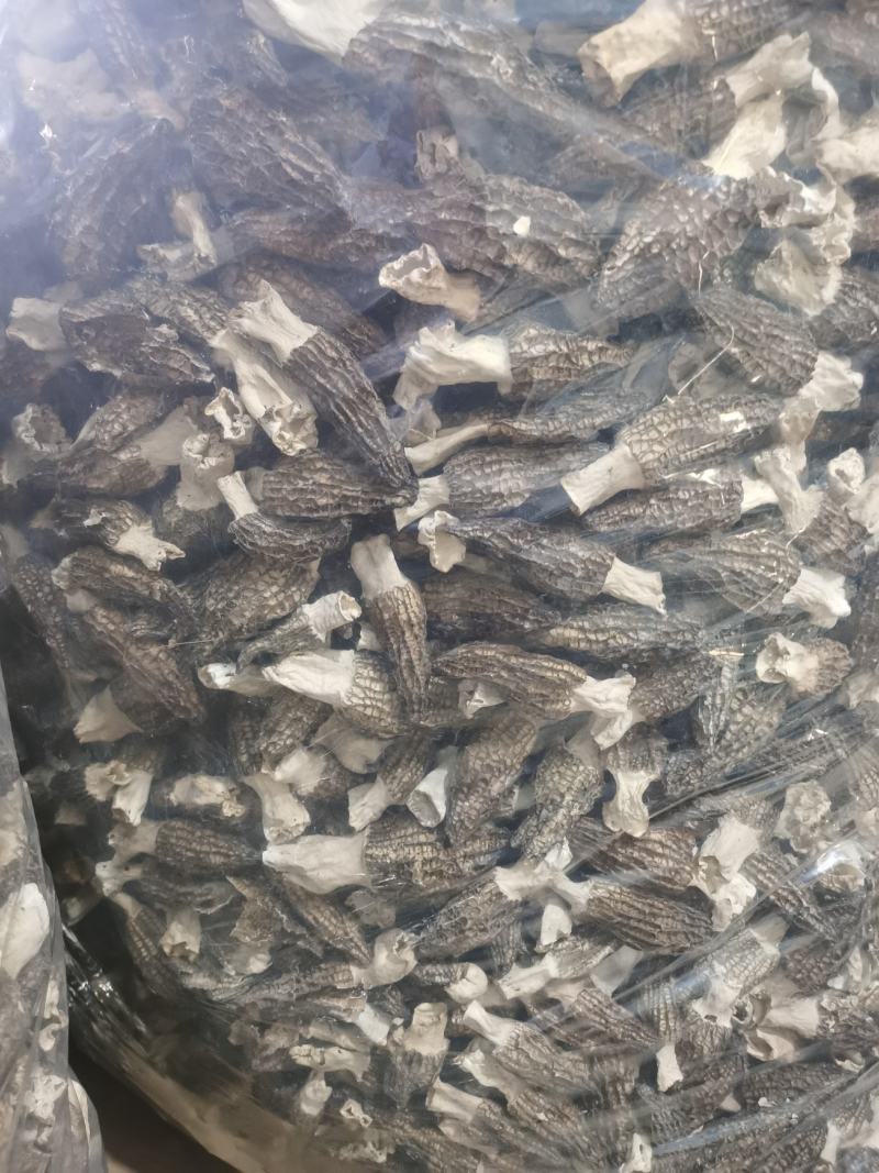 自种羊肚菌出售