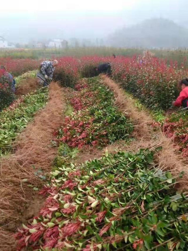 【包邮】红叶石楠苗红罗宾红叶石楠量大更优物美价廉