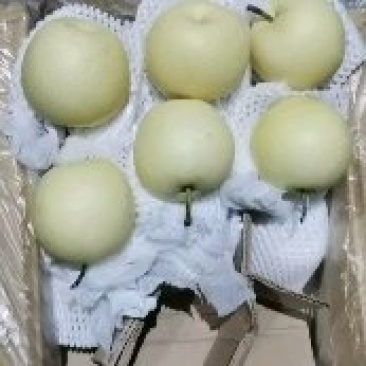 皇冠梨，正宗高质量，高品质，价位合理交友诚信良心经营