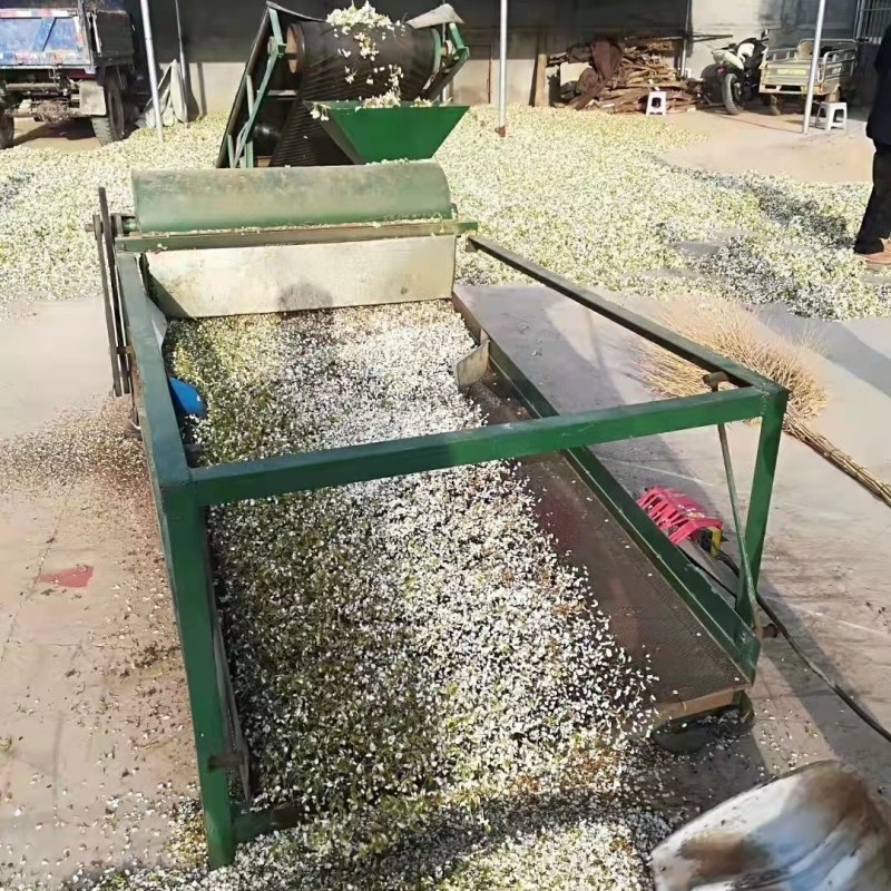 魏县鸭梨花花粉大量有货水晶梨花河北梨花