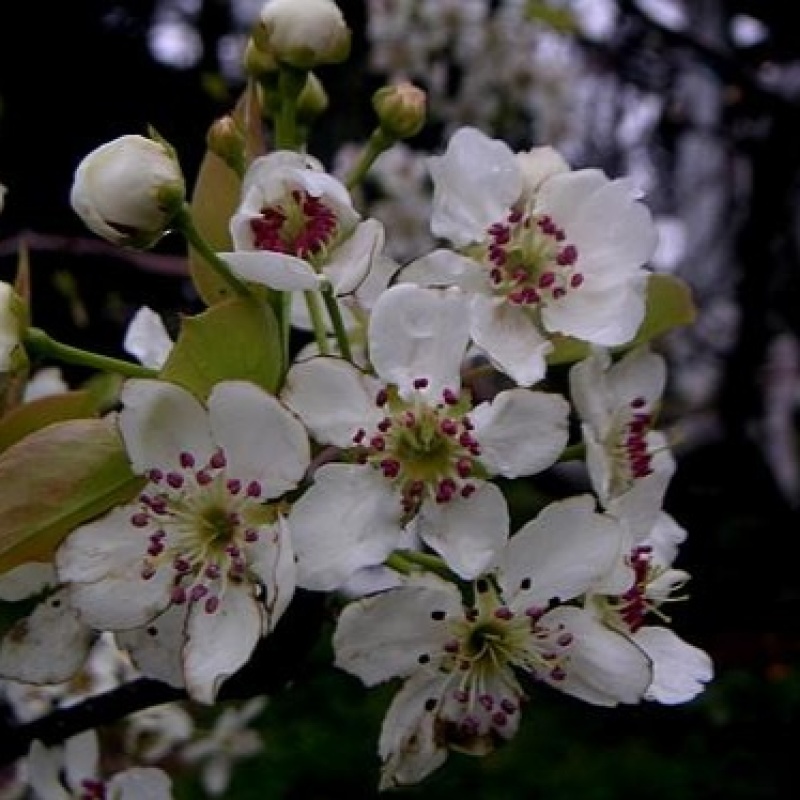 魏县鸭梨花花粉大量有货水晶梨花河北梨花