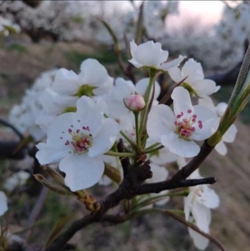 魏县鸭梨花花粉大量有货水晶梨花河北梨花