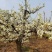 魏县鸭梨花花粉大量有货水晶梨花河北梨花