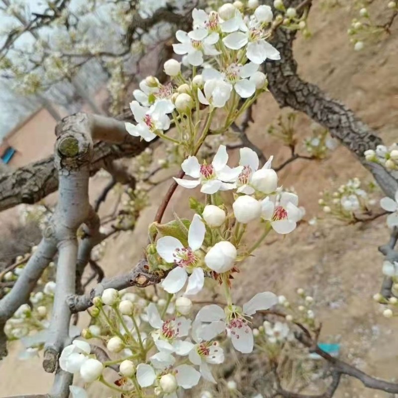 魏县鸭梨花花粉大量有货水晶梨花河北梨花