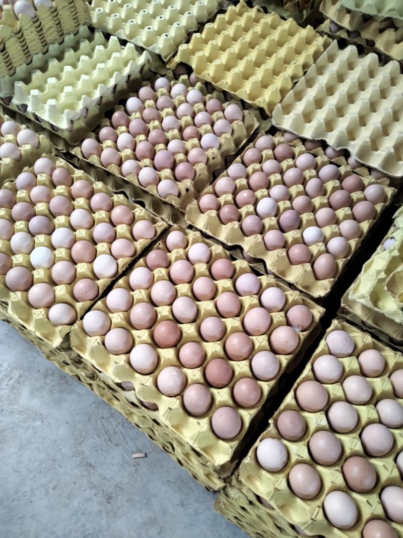 小土单色农五小码开产初生蛋360枚净重31-33斤