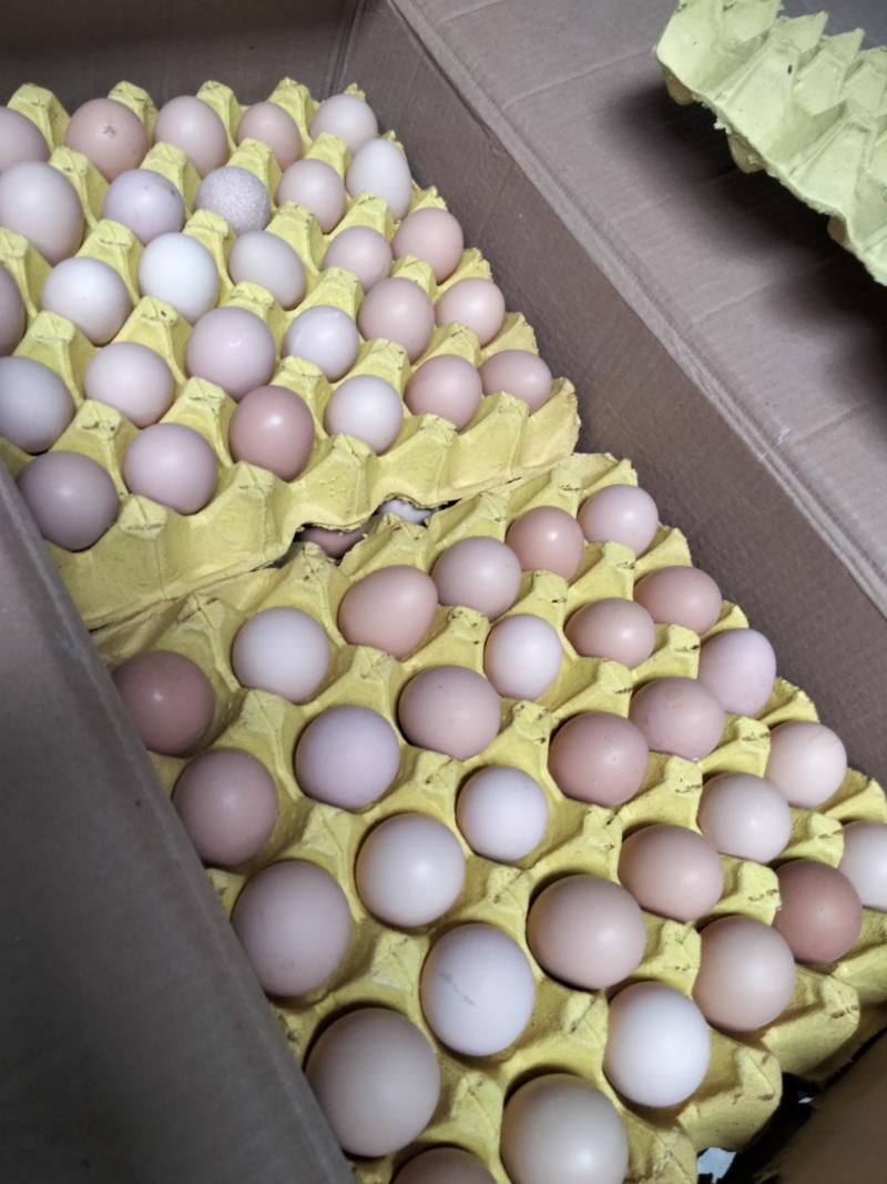 小土单色农五小码开产初生蛋360枚净重31-33斤