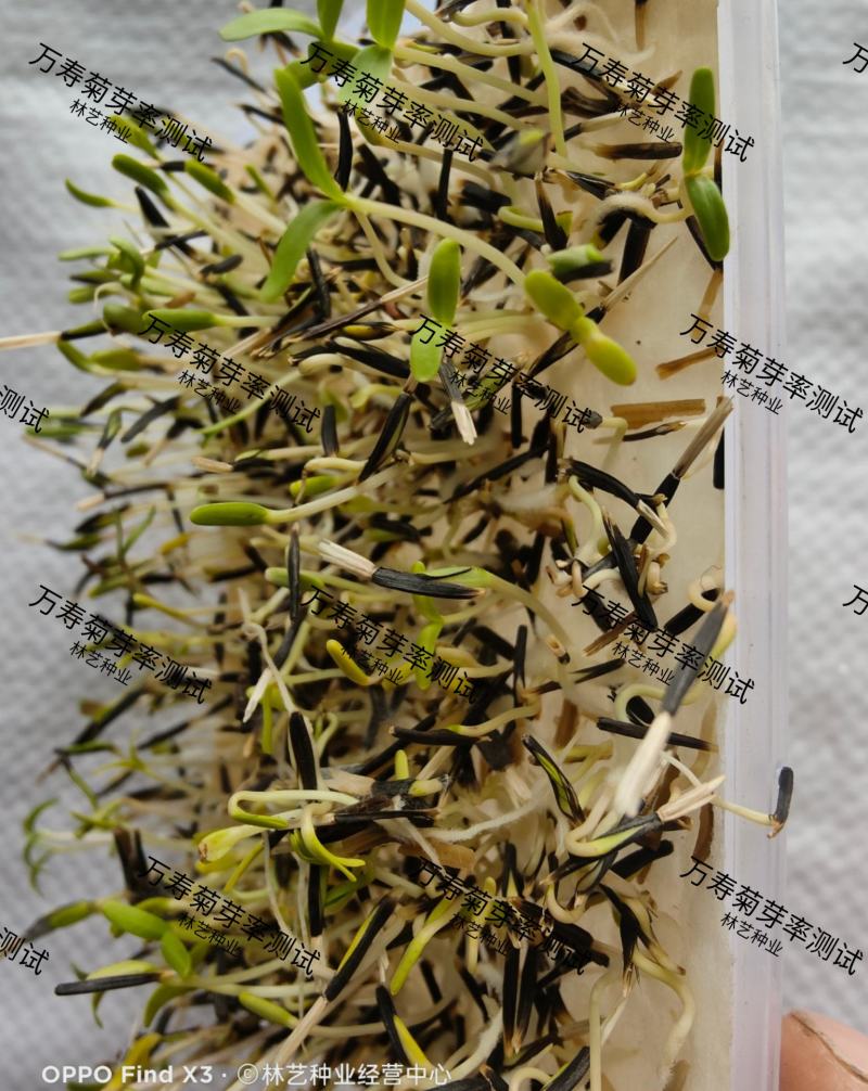 万寿菊种子耐寒草花万寿菊花种子四季播种园艺园林景观工程绿