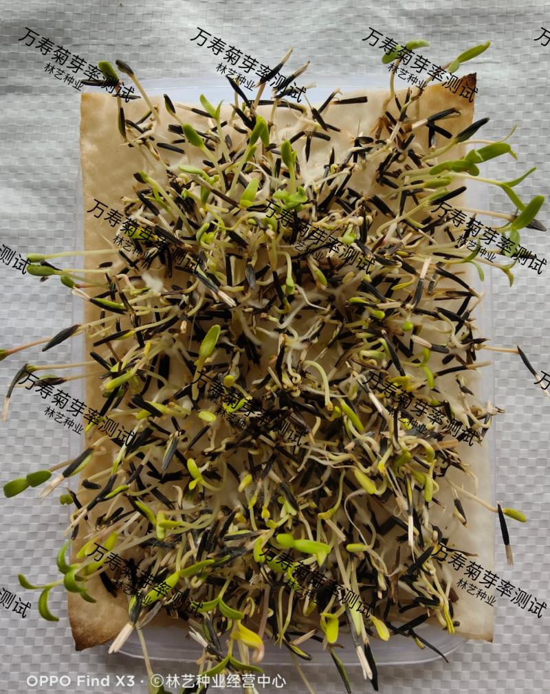 万寿菊种子耐寒草花万寿菊花种子四季播种园艺园林景观工程绿