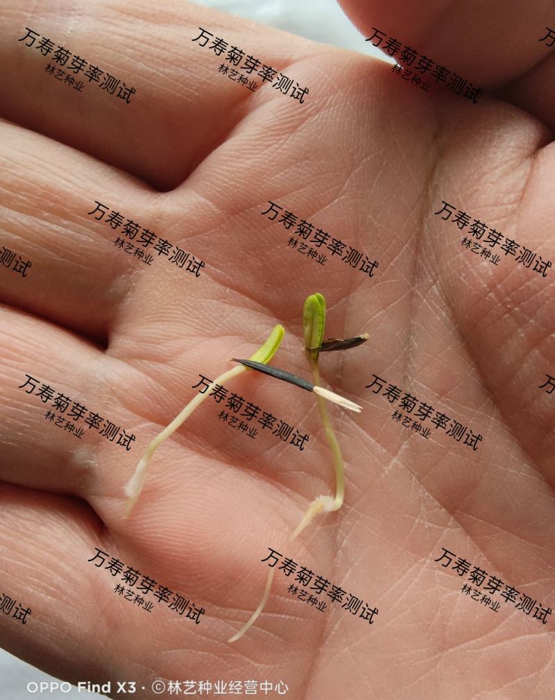 万寿菊种子南非万寿菊四季易种易活混色花海观赏