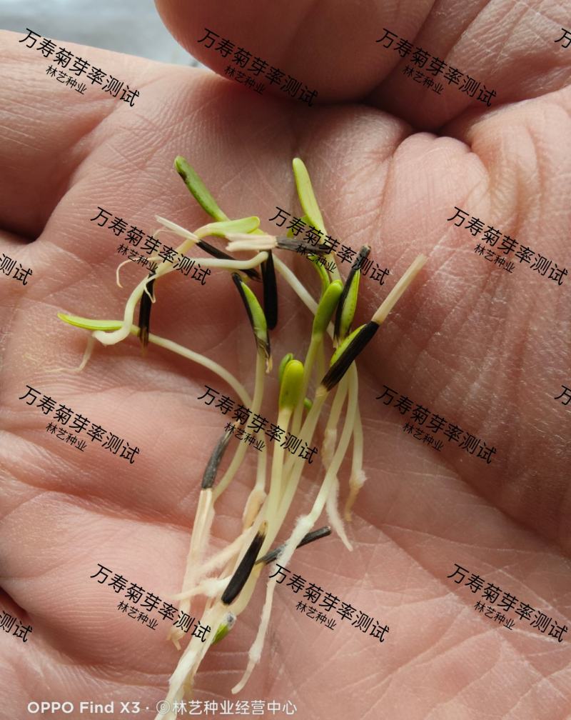 万寿菊种子南非万寿菊四季易种易活混色花海观赏