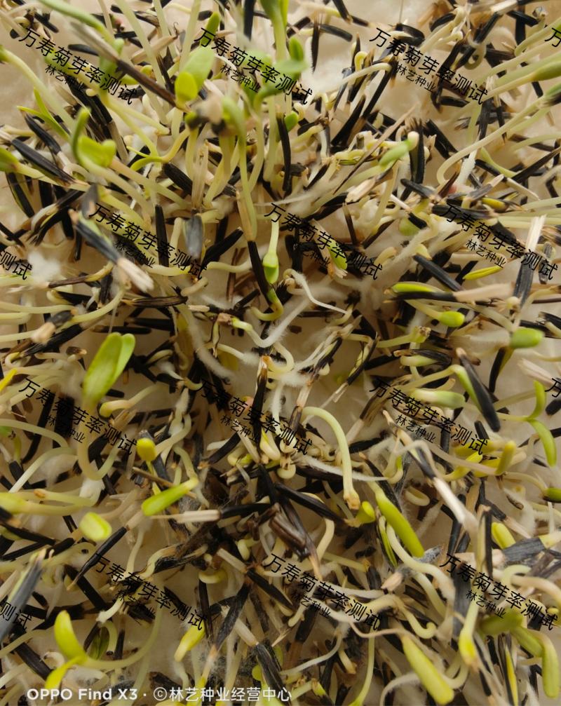 万寿菊种子南非万寿菊四季易种易活混色花海观赏