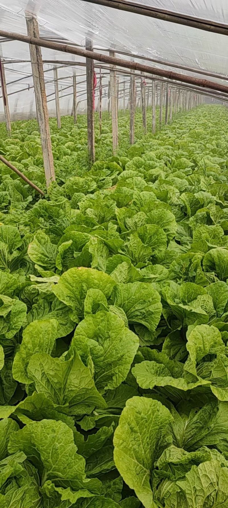 大白菜，黄心大白菜，心实出菜多，货量充足质量好。