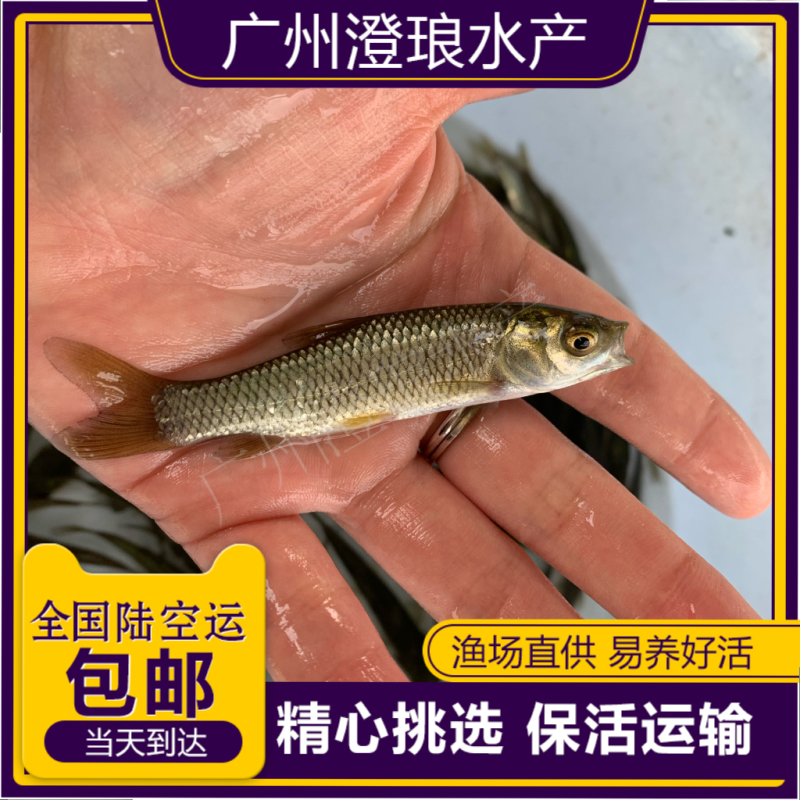草鱼苗鲩鱼苗草鱼苗大小规格齐全易大好养四大家鱼淡水养殖
