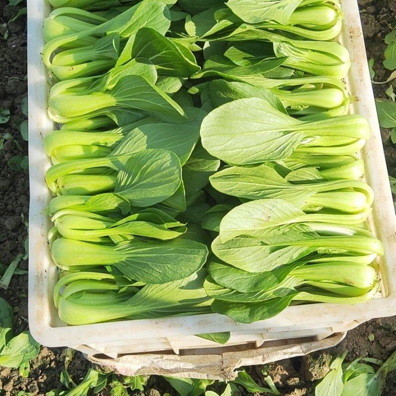 安徽太和上海青种植基地，产地直发，货源充足