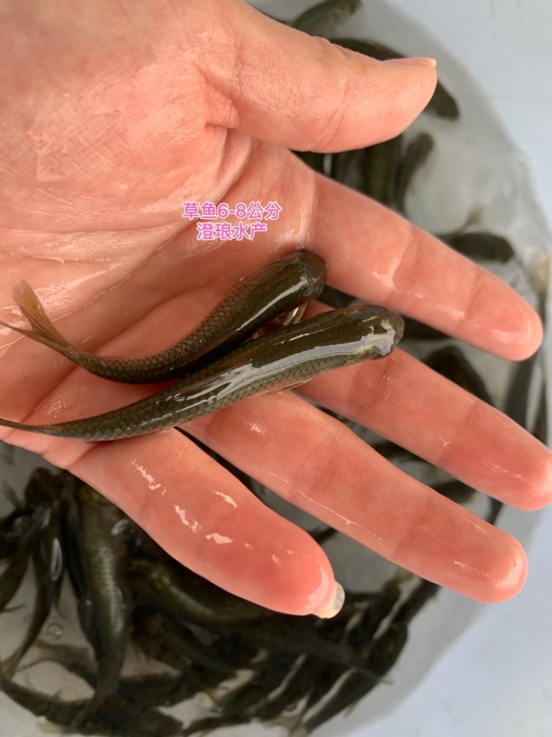 草鱼苗鲩鱼苗草鱼苗大小规格齐全易大好养四大家鱼淡水养殖