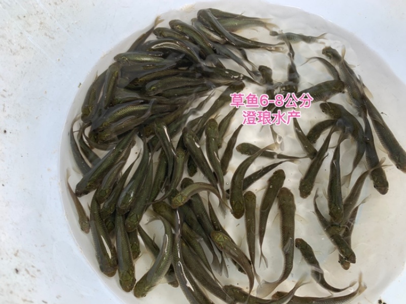 草鱼苗鲩鱼苗草鱼苗大小规格齐全易大好养四大家鱼淡水养殖