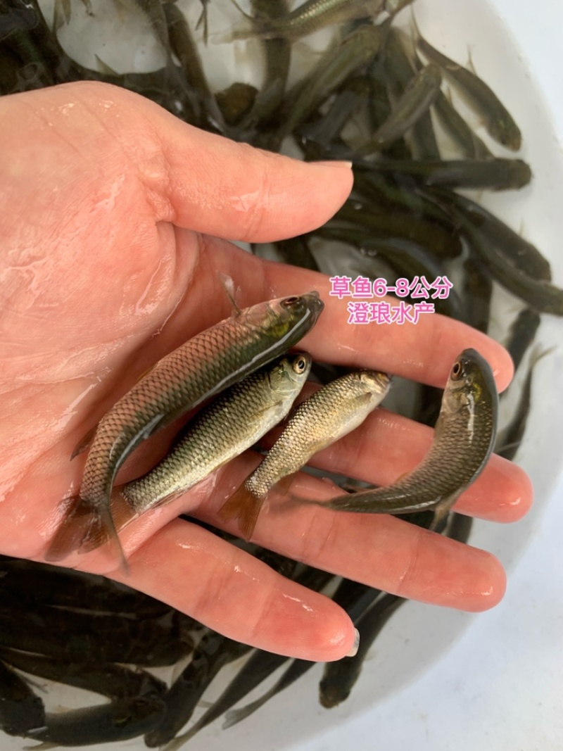 草鱼苗鲩鱼苗草鱼苗大小规格齐全易大好养四大家鱼淡水养殖