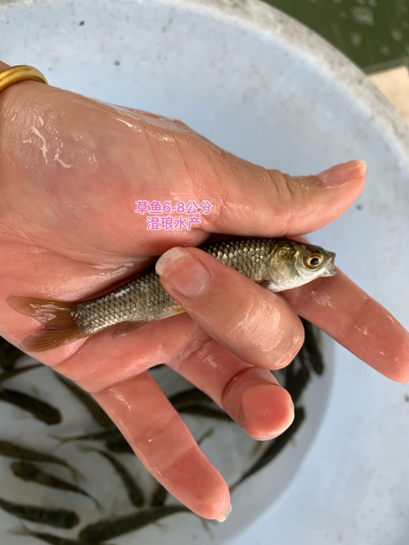 草鱼苗鲩鱼苗草鱼苗大小规格齐全易大好养四大家鱼淡水养殖