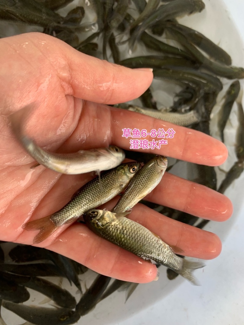 草鱼苗鲩鱼苗草鱼苗大小规格齐全易大好养四大家鱼淡水养殖