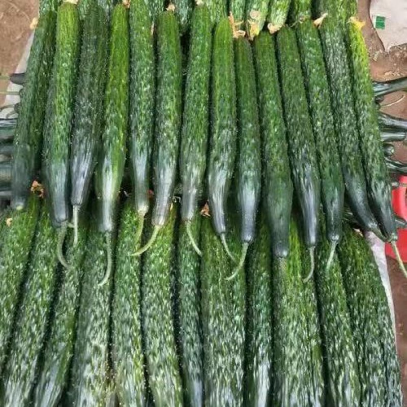 河南密刺黄瓜山东精品顶花油瓜货源充足产地直发量大质优