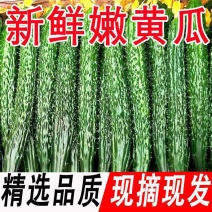 河南密刺黄瓜山东精品顶花油瓜货源充足产地直发量大质优