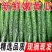 河南密刺黄瓜山东精品顶花油瓜货源充足产地直发量大质优
